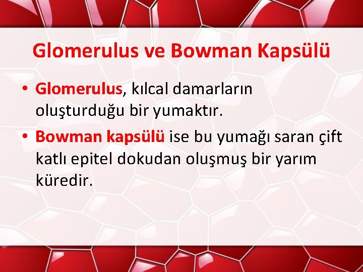 Glomerulus ve Bowman Kapsülü • Glomerulus, kılcal damarların oluşturduğu bir yumaktır. • Bowman kapsülü