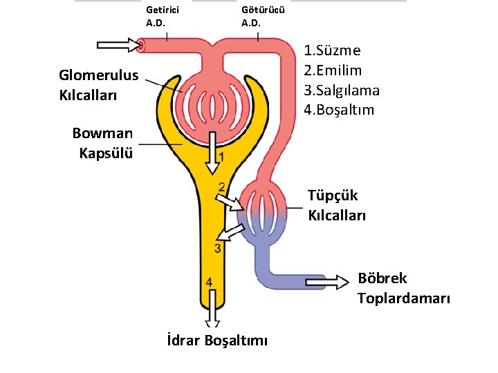 Getirici A. D. Götürücü A. D. 1. Süzme 2. Emilim 3. Salgılama 4. Boşaltım