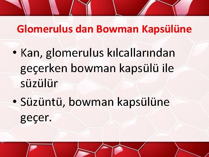 Glomerulus dan Bowman Kapsülüne • Kan, glomerulus kılcallarından geçerken bowman kapsülü ile süzülür •