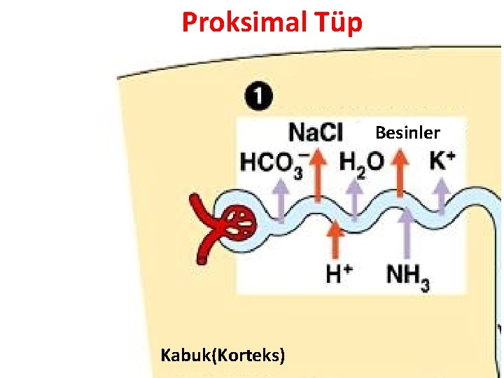 Proksimal Tüp Besinler Kabuk(Korteks) 