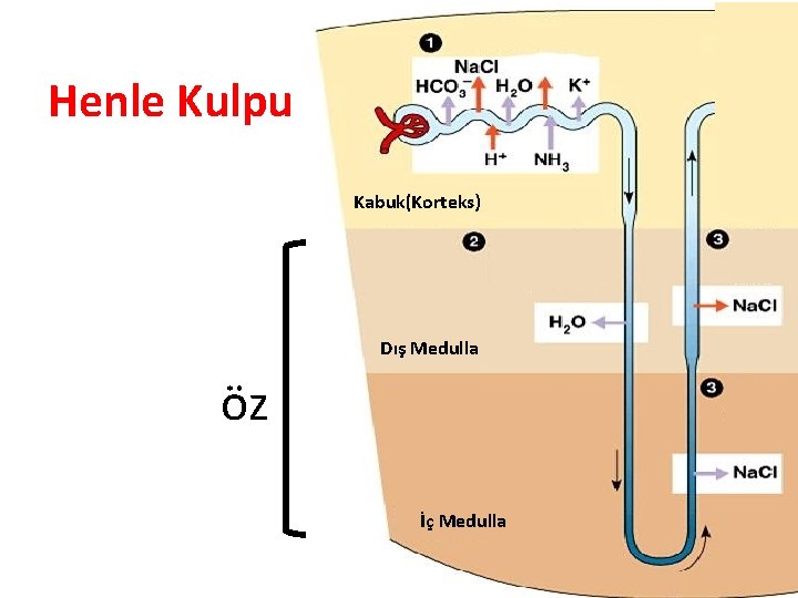 Henle Kulpu Kabuk(Korteks) Dış Medulla öz İç Medulla 