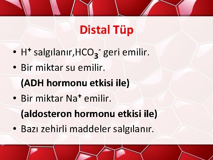 Distal Tüp • H+ salgılanır, HCO 3 - geri emilir. • Bir miktar su