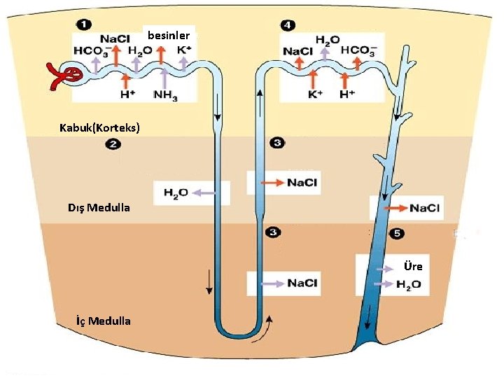besinler Kabuk(Korteks) Dış Medulla Üre İç Medulla 