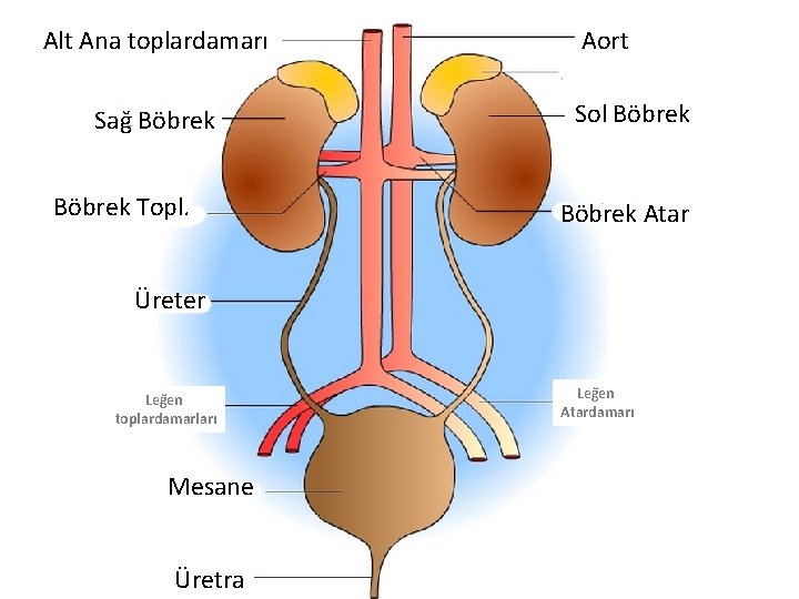 Alt Ana toplardamarı Sağ Böbrek Topl. Aort Sol Böbrek Atar Üreter Leğen toplardamarları Mesane