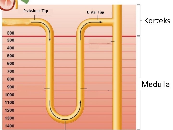 Proksimal Tüp Distal Tüp Korteks Medulla 