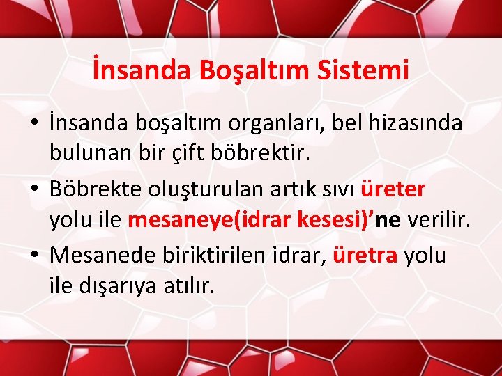 İnsanda Boşaltım Sistemi • İnsanda boşaltım organları, bel hizasında bulunan bir çift böbrektir. •