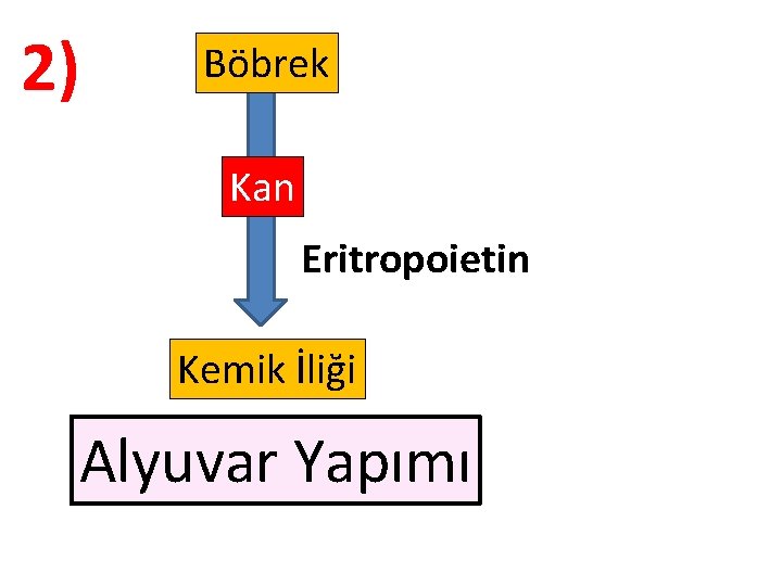 2) Böbrek Kan Eritropoietin Kemik İliği Alyuvar Yapımı 