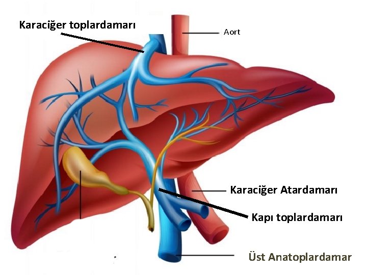 Karaciğer toplardamarı Aort Karaciğer Atardamarı Kapı toplardamarı Üst Anatoplardamar 