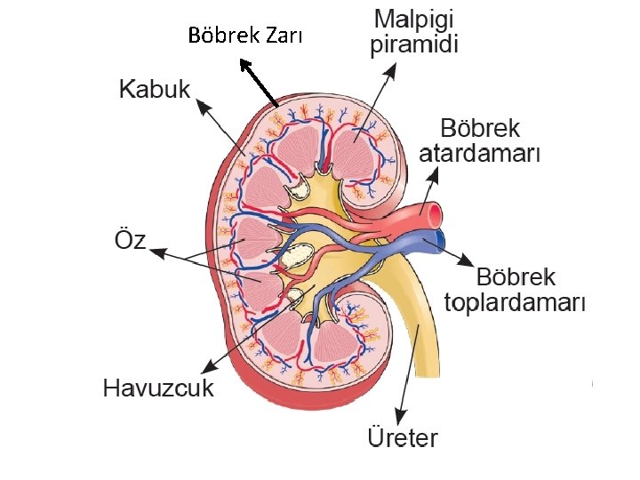 Böbrek Zarı 