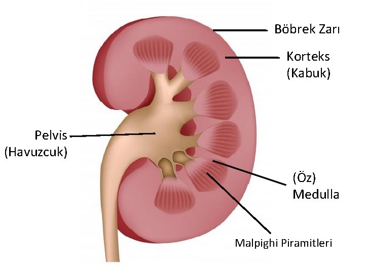 Böbrek Zarı Korteks (Kabuk) Pelvis (Havuzcuk) (Öz) Medulla Malpighi Piramitleri 