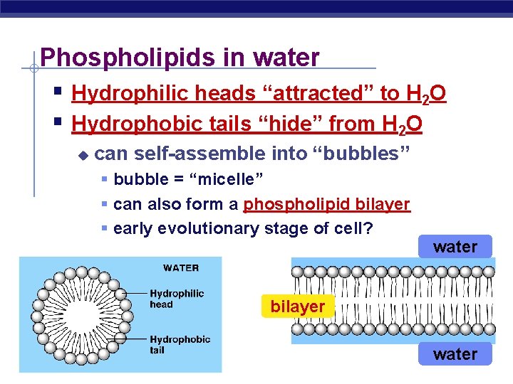 Phospholipids in water § Hydrophilic heads “attracted” to H 2 O § Hydrophobic tails