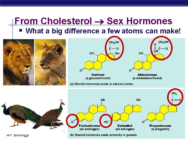 From Cholesterol Sex Hormones § What a big difference a few atoms can make!