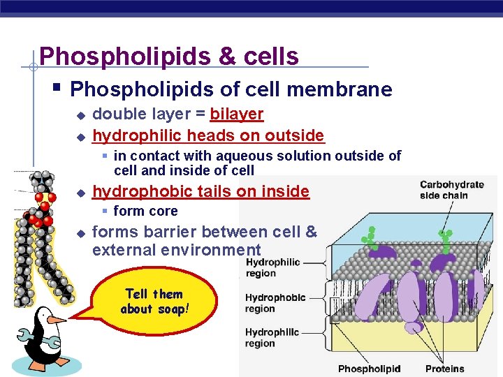 Phospholipids & cells § Phospholipids of cell membrane u u double layer = bilayer