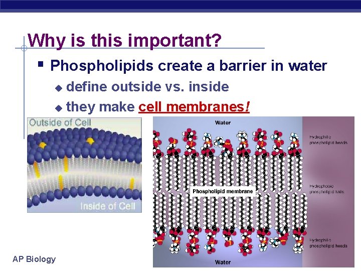 Why is this important? § Phospholipids create a barrier in water define outside vs.