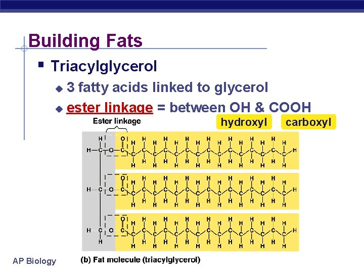 Building Fats § Triacylglycerol 3 fatty acids linked to glycerol u ester linkage =