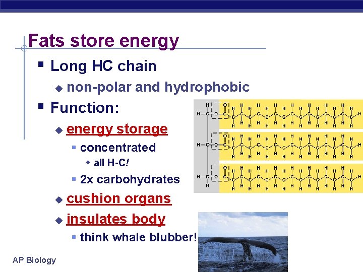 Fats store energy § Long HC chain u non-polar and hydrophobic § Function: u