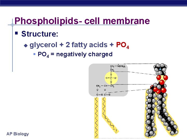 Phospholipids- cell membrane § Structure: u glycerol + 2 fatty acids + PO 4