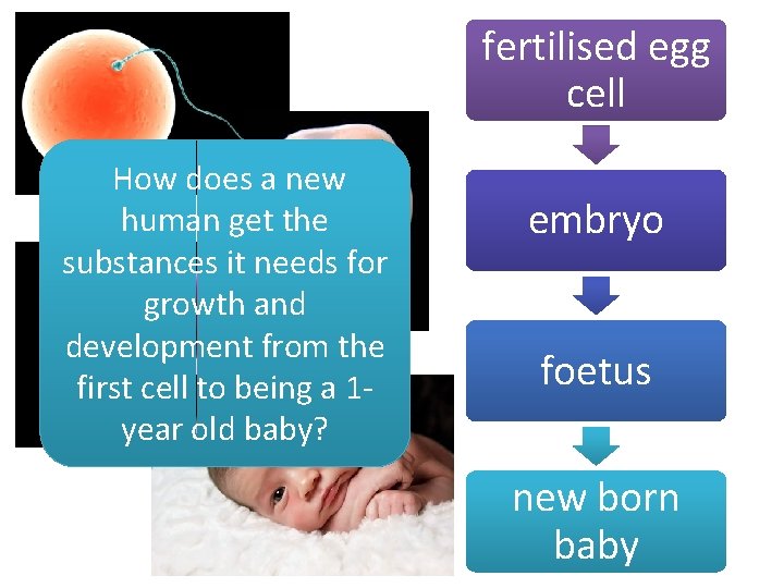 fertilised egg cell How does a new human get the substances it needs for
