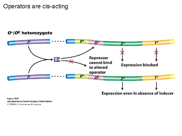 Operators are cis-acting Figure 10 -8 