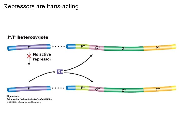 Repressors are trans-acting Figure 10 -9 
