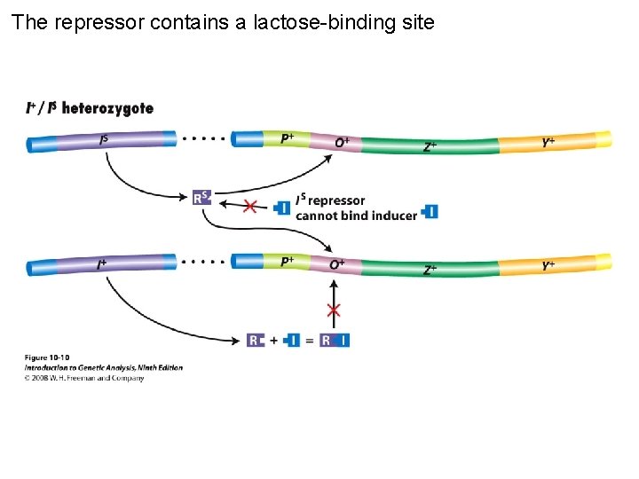 The repressor contains a lactose-binding site Figure 10 -10 