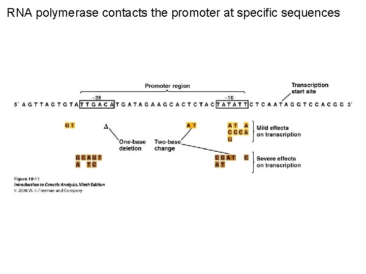 RNA polymerase contacts the promoter at specific sequences Figure 10 -11 