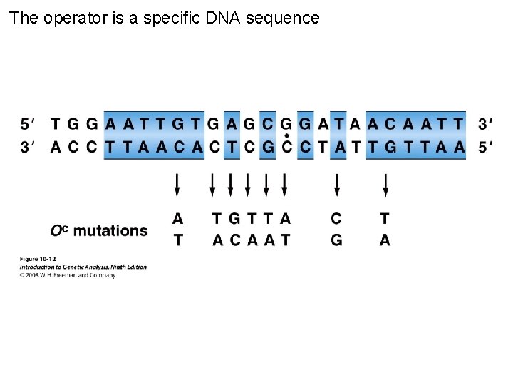 The operator is a specific DNA sequence Figure 10 -12 