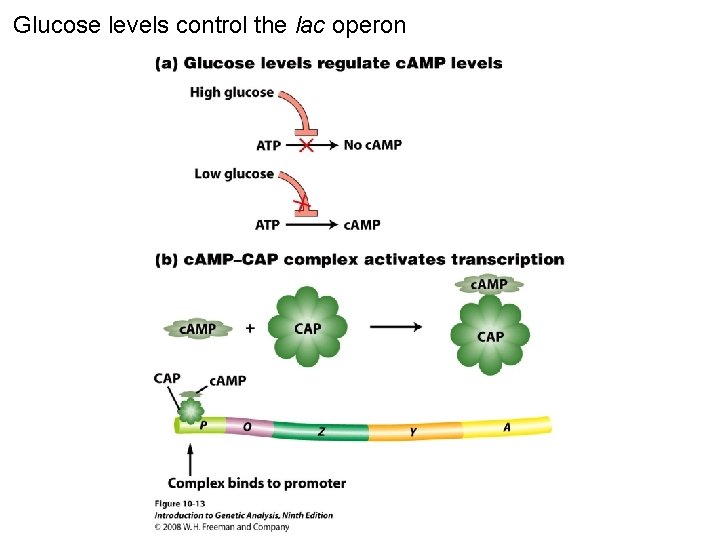 Glucose levels control the lac operon Figure 10 -13 
