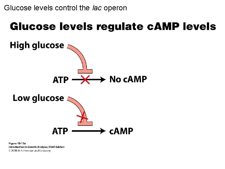 Glucose levels control the lac operon Figure 10 -13 a 