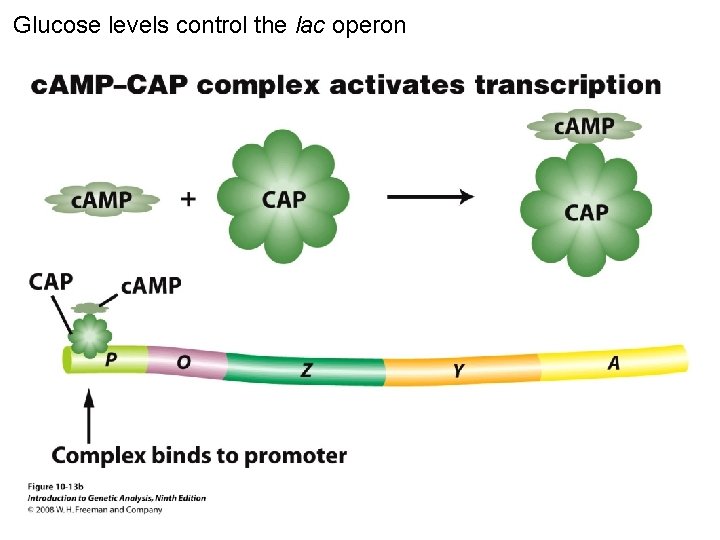 Glucose levels control the lac operon Figure 10 -13 b 