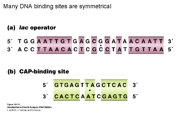 Many DNA binding sites are symmetrical Figure 10 -14 