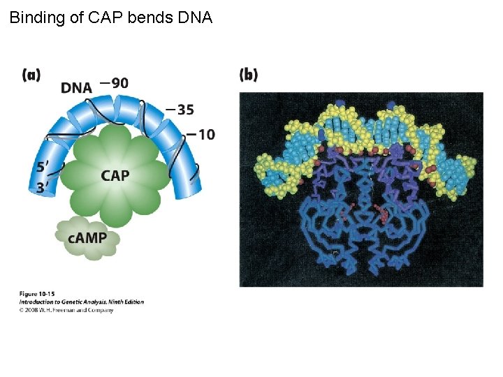 Binding of CAP bends DNA Figure 10 -15 