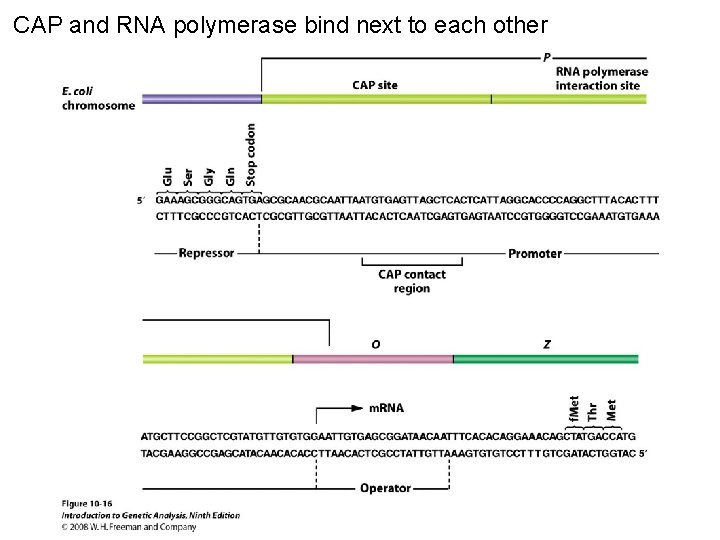 CAP and RNA polymerase bind next to each other Figure 10 -16 