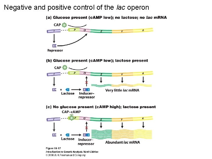 Negative and positive control of the lac operon Figure 10 -17 