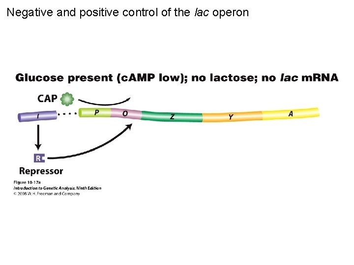 Negative and positive control of the lac operon Figure 10 -17 a 