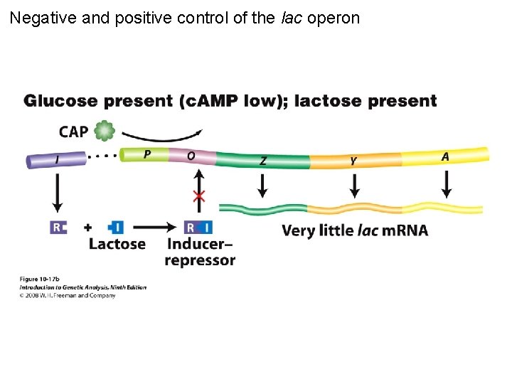 Negative and positive control of the lac operon Figure 10 -17 b 