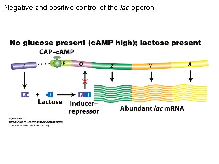 Negative and positive control of the lac operon Figure 10 -17 c 