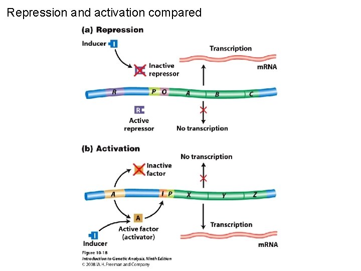 Repression and activation compared Figure 10 -18 