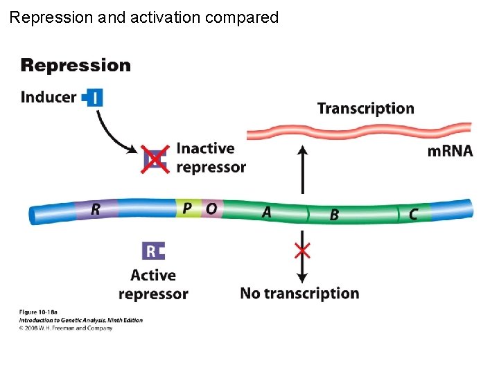 Repression and activation compared Figure 10 -18 a 