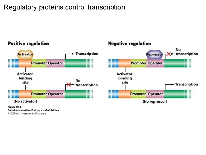 Regulatory proteins control transcription Figure 10 -2 