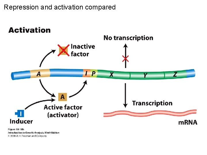 Repression and activation compared Figure 10 -18 b 