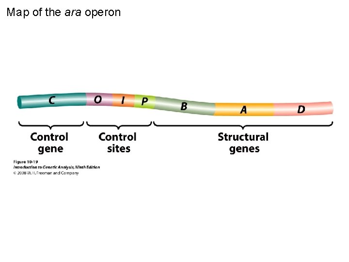 Map of the ara operon Figure 10 -19 