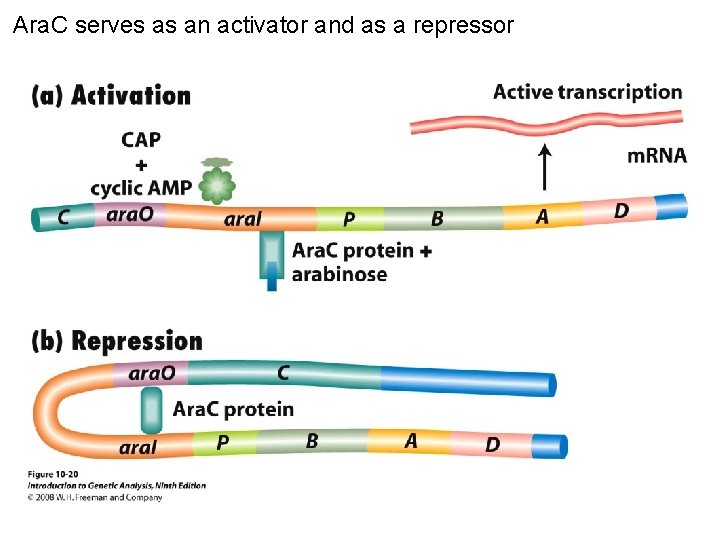 Ara. C serves as an activator and as a repressor Figure 10 -20 