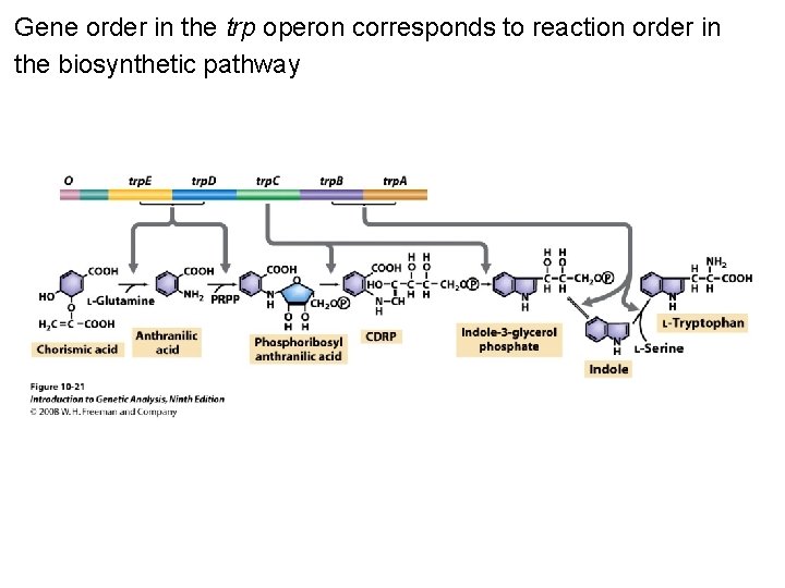Gene order in the trp operon corresponds to reaction order in the biosynthetic pathway