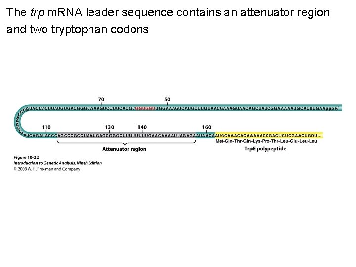 The trp m. RNA leader sequence contains an attenuator region and two tryptophan codons