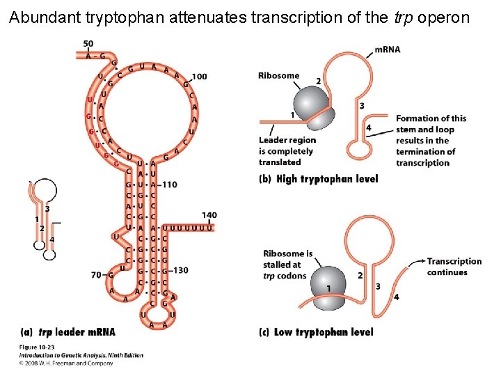 Abundant tryptophan attenuates transcription of the trp operon Figure 10 -23 