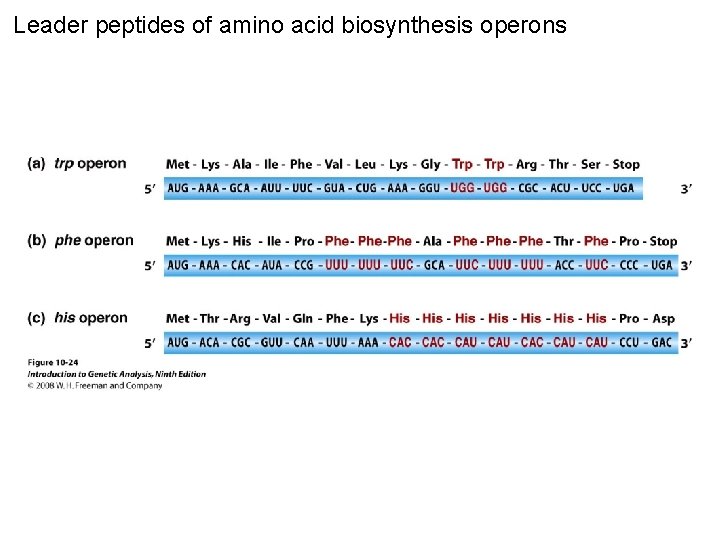 Leader peptides of amino acid biosynthesis operons Figure 10 -24 
