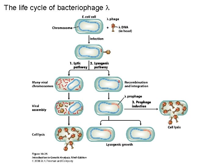 The life cycle of bacteriophage Figure 10 -25 