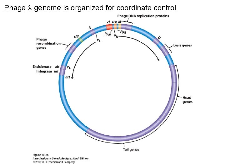 Phage genome is organized for coordinate control Figure 10 -26 