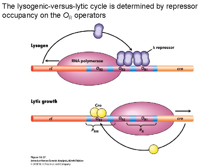 The lysogenic-versus-lytic cycle is determined by repressor occupancy on the OR operators Figure 10